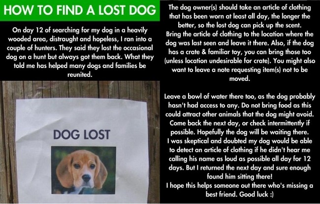 How to find a lost dog How to find a lost dog